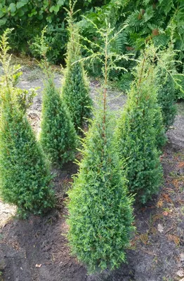 Obrázok produktu pre Jalovec írsky Juniperus Communis 'Hibernica' 100 - 125 cm