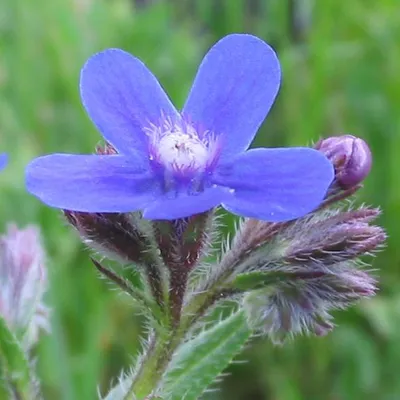 Obrázek produktu pro 6 kusů rostliny "Velký hovězí jazyk" (Anchusa azurea 'Dropmore') | květináč 9x9 cm