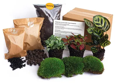 Produktbild von Green Your Bottle komplettes Set für Deinen Flaschengarten ohne Glas 3 Pflanzen (Calathea makoyana + 2x Fittonia)