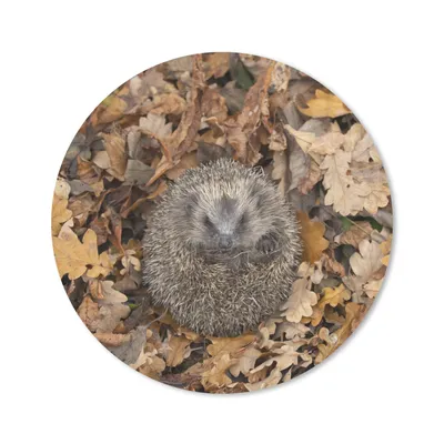 Produktbild von MuchoWow® Mauspad Mousepad Igel - Herbst - Laub 20x20 cm - Mousepads - Maus Mat - Pad - Mausunterlage - Schreibtischmatte