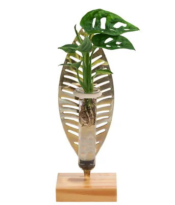Produktbild von Dehner Waterplant Fensterblatt Verona, Monstera adansonii, Wasserpflanze im Reagenzglas, Ø 3 cm, Höhe 25 cm, Zimmerpflanze