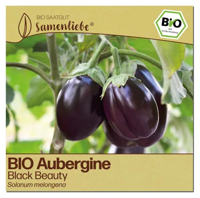 Produktbild von Samenliebe  Aubergine Samen | Black Beauty - dunkelviolett & groß - samenfestes  Saatgut