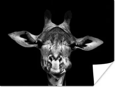 Produktbild von MuchoWow® Poster Giraffe - Porträt - Tiere - Schwarz - Weiß 160x120 cm - Foto Plakat