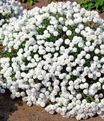 Produktbild von BALDUR Garten 6x Achillea Diadem, Pflanzen im 9x9 cm-Topf, winterharte Staude, mehrjährig, bienenfreundlich und schmetterlingsfreundlich, pflegeleicht, Wasserbedarf gering, blühend, Achillea ptarmica