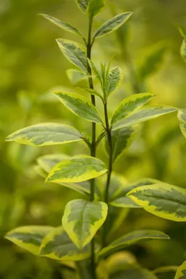 Produktbild von Ligustrum ovalifolium 'Aureum', Goldliguster, mehrjährig, 80 cm