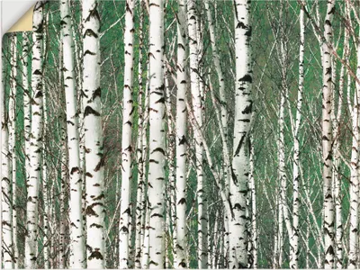 Produktbild von ARTland Wandbild, selbstklebend Birkenwald - Bäume Größe: 60x45 cm