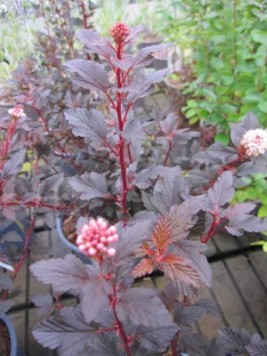 Produktbild von Physocarpus opulifolius Magical Sweet Cherry Tea - Blasenspiere - 30-40