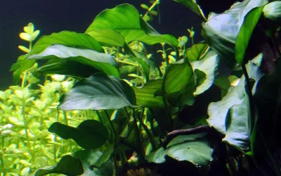 Produktbild von Aquarium Pflanze Anubias barteri var barteri Wasserpflanzen AquaOne Topf Nr.301A
