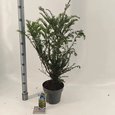 Zdjęcie produktu dla Taxus baccata – cis europejski | 70–80 cm w doniczce
