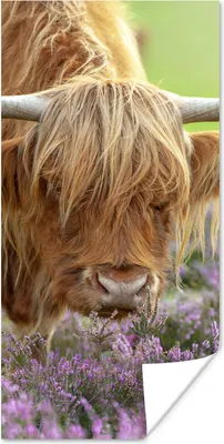 Produktbild von MuchoWow® Poster Schottische Highlander - Blumen - Natur 20x40 cm - Plakat - Foto
