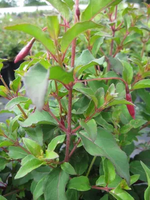 Produktbild von Garten-Fuchsie - Fuchsia magellanica Riccartonii - Strauchfuchsie