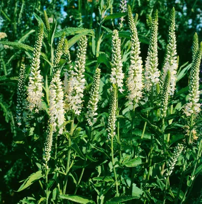 Produktbild von Veronica spicata 'Alba', Ehrenpreis, weiß, ca. 9x9 cm Topf