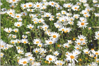 Produktbild von ARTland Wandbild Alu für Innen & Outdoor Gänseblümchen Größe: 30x20 cm