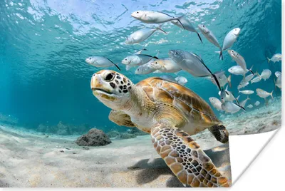 Produktbild von MuchoWow® Poster Schildkröte - Fisch - Meer 180x120 cm - Fotoplakat