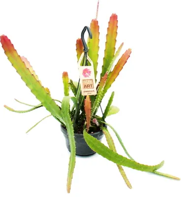 Obrázok produktu pre Epiphyllum anguliger Red Tip - Mecovitý kaktus - krokodílí chvost s cervenkastým sfarbením - 14cm kvetinác s ampulou