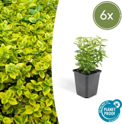 Obrázek produktu pro Pudopokryvné rostliny - Euonymus fortunei 'Emerald Gold' - 9cm kvetinác - sada 6 rostlin