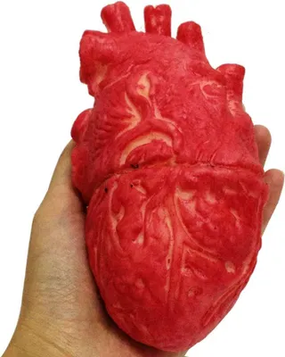 Productafbeelding van Nep menselijk hart - Nep menselijk hart latex levensgrote bloedige - Horror Props voor Halloween