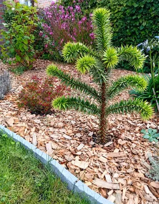 Produktbild von Chilenische Schmucktanne Andentanne Araucaria - Araucana 20 - 30 cm