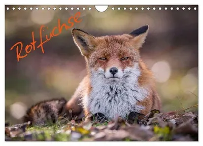 Produktbild von Rotfüchse (Wandkalender 2027 DIN A4 quer), CALVENDO Monatskalender