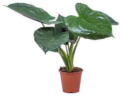 Zdjęcie produktu dla Bloomique - Alocasia Wentii (zwana również "słoniem") - roślina doniczkowa - wysokość: 50-60 cm - doniczka o średnicy 17 cm