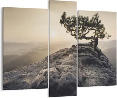 Produktbild von Bild auf Leinwand - Leinwandbild - 3 Teile - Alt Kiefer Berge - 95x80cm - Wand Bild - Wanddeko - Wandbilder - Leinwanddruck - Bilder - Wanddekoration - Leinwand bilder - Wandbild - CB95x80-4334