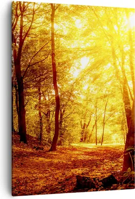 Produktbild von Bild auf Leinwand - Leinwandbild - Einteilig - Wald Baum Natur - 50x70cm - Wand Bild - Wanddeko - Wandbilder - Leinwanddruck - Kunstdruck - Wanddekoration - Leinwand bilder - Wandbild - PA50x70-3722