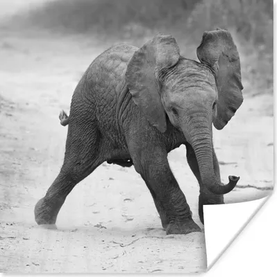 Produktbild von MuchoWow® Poster Baby-Elefant, der im Sand spazieren geht, in Schwarz und Weiß 100x100 cm - Babyzimmer