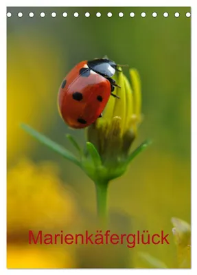 Produktbild von Marienkäferglück (Tischkalender 2027 DIN A5 hoch), CALVENDO Monatskalender