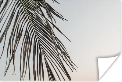 Produktbild von MuchoWow® Poster Sommer - Palme - Blatt 120x80 cm - Bilder