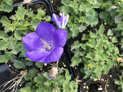 Zdjęcie produktu dla 6 x Campanula carpatica ' Blaue Clips' - Karpatenglockenblume im 9x9 cm Topf