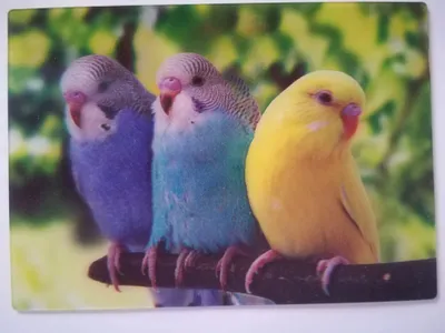 Produktbild von 3 D Ansichtskarte Wellensittiche, Postkarte Wackelkarte Hologrammkarte, Tier Vogel Vögel