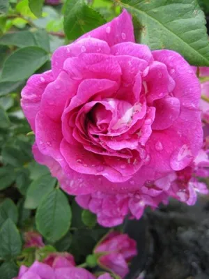 Produktbild von Parkrose Hansa® - Rosa rugosa Hansa® - violettrot - Duft++++