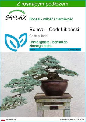 Zdjęcie produktu dla SAFLAX - Bonsai - Cedr Libański - 20 Nasiona - Z podłożem uprawowym wolnym od zarazków - Cedrus libani