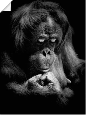 Produktbild von ARTland Poster Orang Utan Größe: 30x40 cm