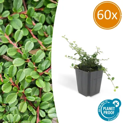 Produktbild von Bodendecker – Cotoneaster 'Streib's Findling' – 9-cm-Topf – Set mit 60 Pflanzen