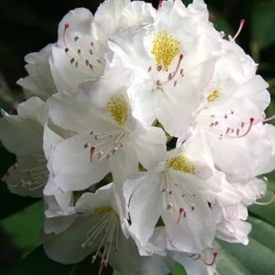 Immagine prodotto di Rododendro 'Madame Masson' | 40-50 cm in vaso