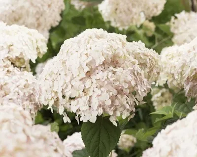 Obrázek produktu pro Hortenzie arb. candybelle Marshmallow'® - hortenzie 50- 60 cm Kontejner