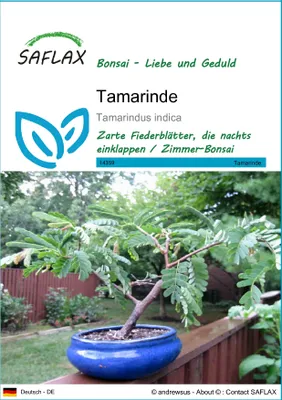 Produktbild von SAFLAX - Tamarinde - Tamarindus indica - 4 Samen