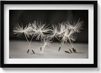 Produktbild von Zarte Pollen einer Schmeißfliege– Wandbild mit Rahmen – Gerahmtes Bild  – Wanddekoration – 60x40 cm –  Schwarz Rahmen
