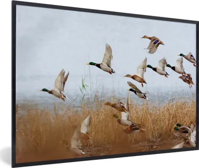 Produktbild von MuchoWow® Gerahmtes Poster Ente - Vogel - Schilf - Wasser - Enten 60x40 cm - Poster mit Schwarzem Bilderrahmen Wandposter Rahmen Foto Bilder - Printing - Wanddeko Schlafzimmer