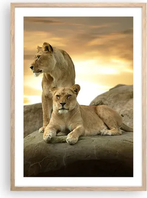 Produktbild von Gerahmtes Poster - Rahmen in heller Eiche - Löwen Sonnenuntergang Felsen Krallen - 50x70 cm - Wand Bild - Wanddeko - Wandbilder - Wandposter - Bilderrahmen - Bilder - Kunstdruck - P2NPA50x70-2958