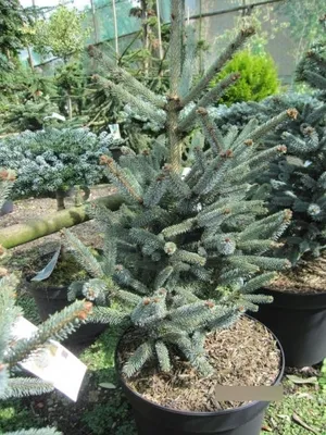 Produktbild von Picea glauca Blue Star - Zwergfichte Blue Star - 40-50
