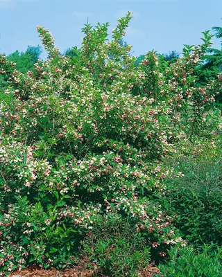 Produktbild von Weigela florida 'Majorie', Weigelie, rosa Blüten, 80–100 cm