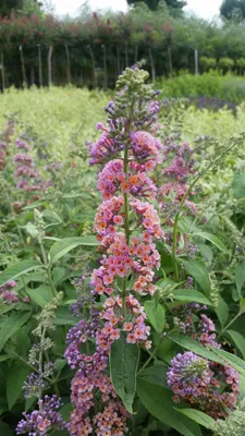 Image de Buddleia davidii 'Bicolore' / Arbre aux papillons