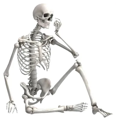 Immagine prodotto di Scheletro umano modello 90cm scheletro decorativo modello anatomico educativo per scuola o arredamento d'interni