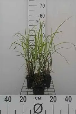 Produktbild von 6 x Miscanthus sin. 'Strictus Dwarf' - Chinaschilf - Topf 9 x 9 cm