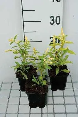 Zdjęcie produktu dla 6 x Solidago hybr. 'Golden Mosa' - nawłoć - doniczka 9 x 9 cm