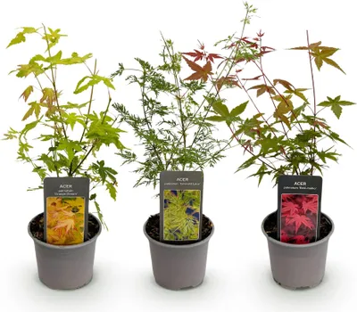Image de Érable Acer palmatum Tricolour, 3 plants de 12cm, hauteur 35cm, plante