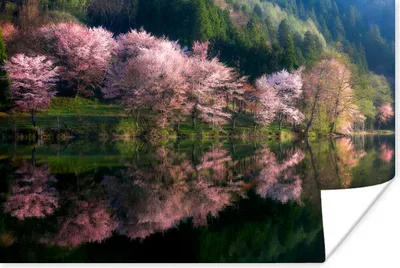 Produktbild von MuchoWow® Poster Rosa - Bäume - Frühling 60x40 cm - Schlafzimmerdekoration