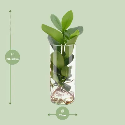 Image de Clusia dans un bocal cylindrique de 12 cm de diamètre x 30 cm de haut. Plante hydroponique en bocal, facile d'entretien